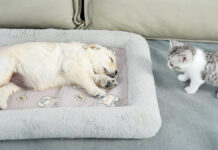 寝ている子犬を発見した子猫
