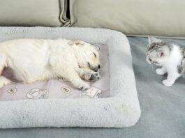 寝ている子犬を発見した子猫