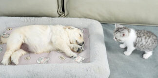 寝ている子犬を発見した子猫