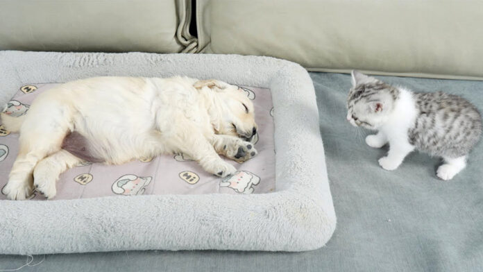 寝ている子犬を発見した子猫