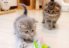 初めての猫じゃらしに大興奮の子猫達