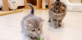 初めての猫じゃらしに大興奮の子猫達