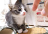 初めて離乳食に挑戦した子猫