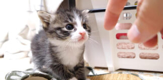初めて離乳食に挑戦した子猫