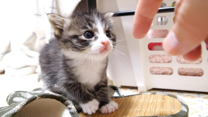 初めて離乳食に挑戦した子猫