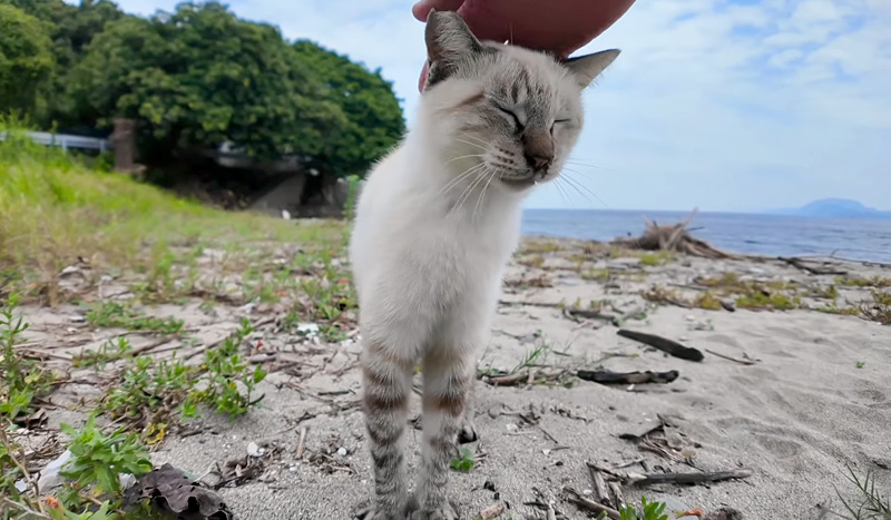 ナデナデされる猫
