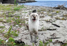 浜辺で出会った猫