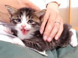 お腹が空いた子猫