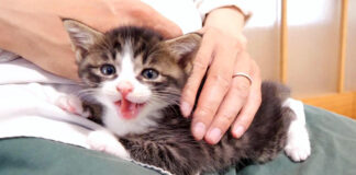 お腹が空いた子猫