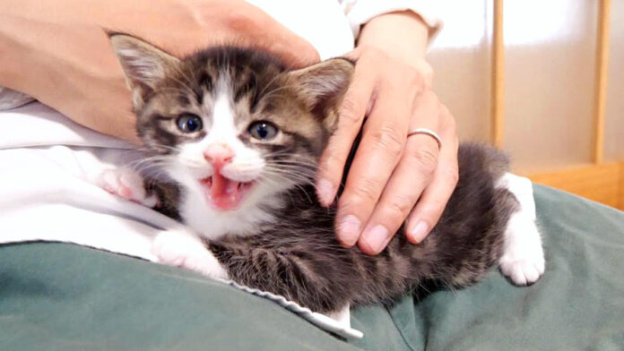 お腹が空いた子猫