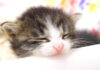 早くミルクが飲みたい子猫