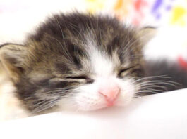 早くミルクが飲みたい子猫