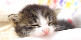 早くミルクが飲みたい子猫