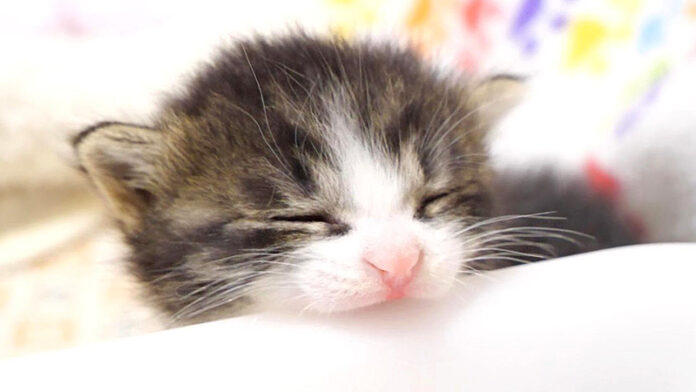 早くミルクが飲みたい子猫