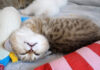 変な寝相で眠る子猫