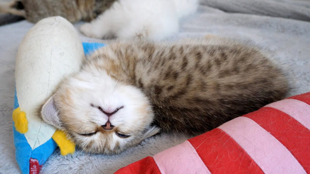 変な寝相で気持ち良さそうに眠る子猫。10匹の猫達が床に落ちてる光景が