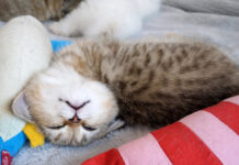 変な寝相で眠る子猫