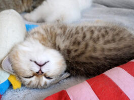 変な寝相で眠る子猫