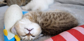変な寝相で眠る子猫