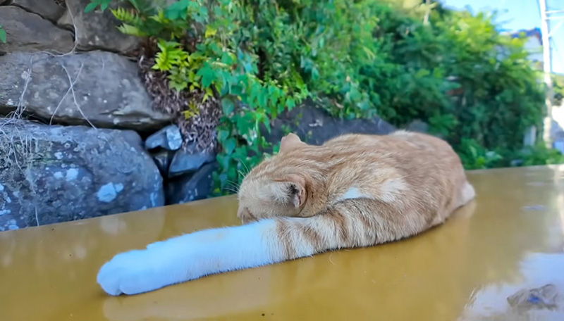 日陰で眠る猫