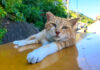 ちゅ〜るで目覚める猫