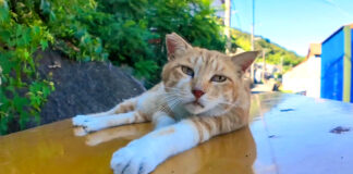 ちゅ〜るで目覚める猫