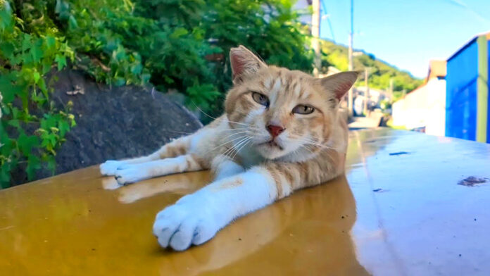 ちゅ〜るで目覚める猫