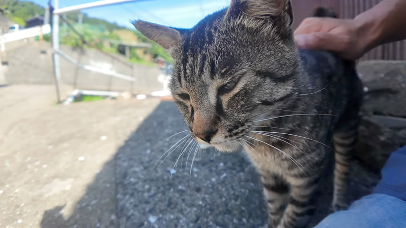 撫でられる猫