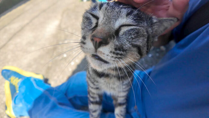 膝の上で撫でられる猫
