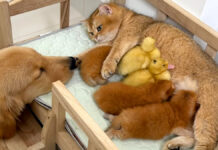 母猫に甘えるアヒルのヒナ