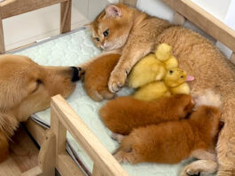 母猫に甘えるアヒルのヒナ