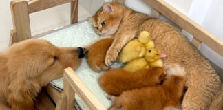 母猫に甘えるアヒルのヒナ