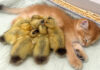 子猫に寄り添うアヒルのヒナ達
