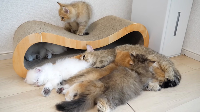 猫の家族