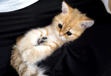 膝の上で赤ちゃんみたいになる子猫