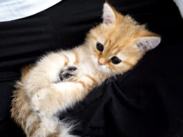 膝の上で赤ちゃんみたいになる子猫
