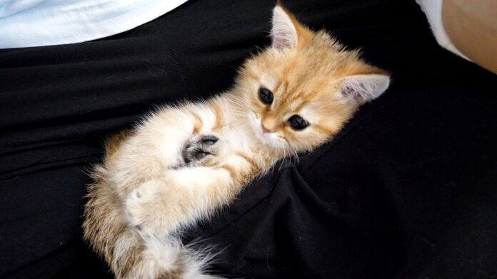 膝の上で赤ちゃんみたいになる子猫