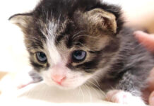 膝の上が大好きな子猫