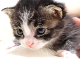 膝の上が大好きな子猫