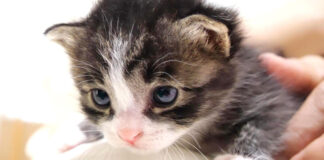 膝の上が大好きな子猫