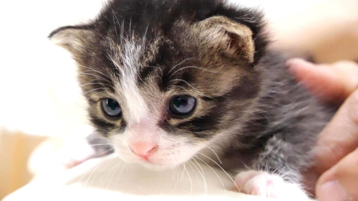 膝の上が大好きな子猫