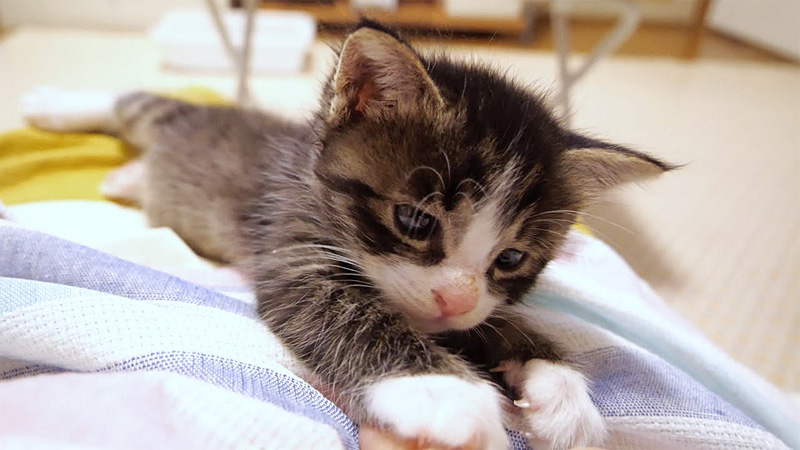 膝をひとり占めする子猫