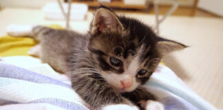膝をひとり占めする子猫