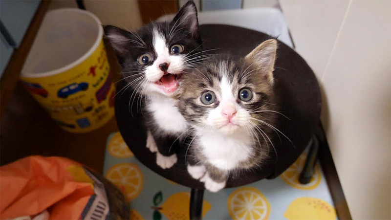 ご飯を催促する子猫達
