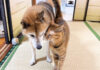 柴犬にスリスリする猫
