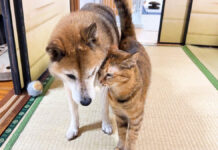 柴犬にスリスリする猫