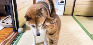 柴犬にスリスリする猫