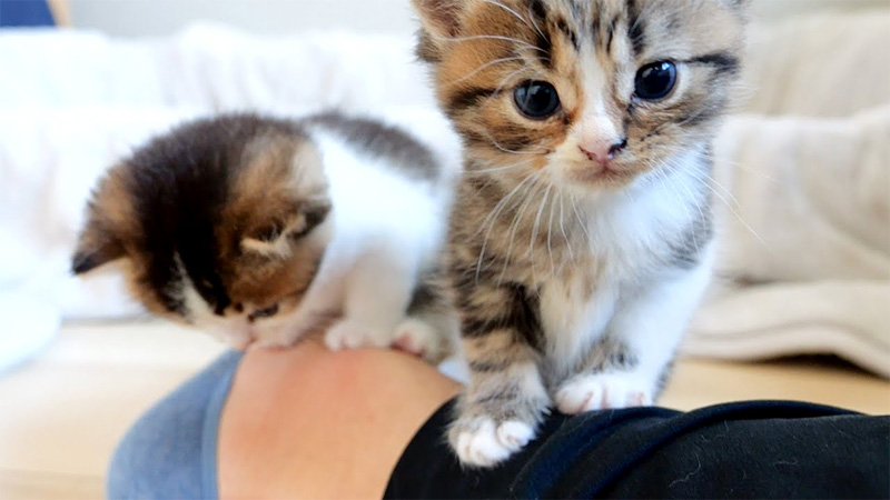 飼い主さんの足の上で遊ぶ子猫達