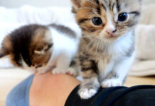 飼い主さんの足の上で遊ぶ子猫達
