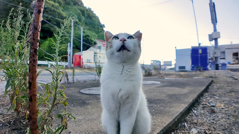 鳴く猫